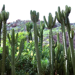 https://finca-la-punta.in-canary-islands.com